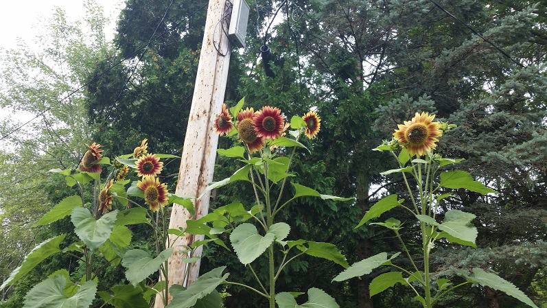 Sunflowers 3 - Late Season